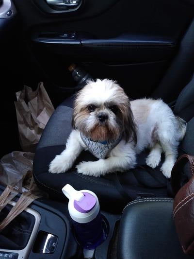 Memorial-image-of-Rocky