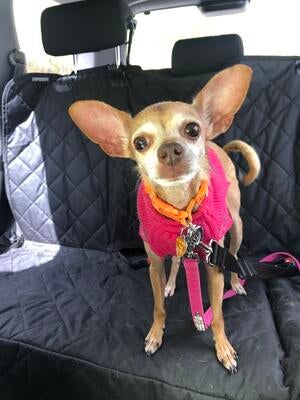 Memorial-image-of-Didi