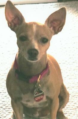 Memorial-image-of-Rosie