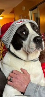 Memorial-image-of-Ozzy