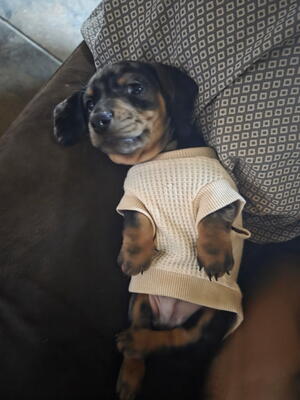 Memorial-image-of-Ozzy-