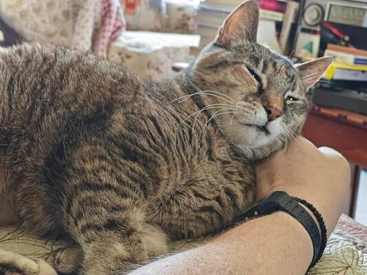 Memorial-image-of-Ellie