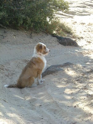 Memorial-image-of-Annie-Oakley-