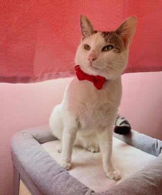 Memorial-image-of-Blanquito