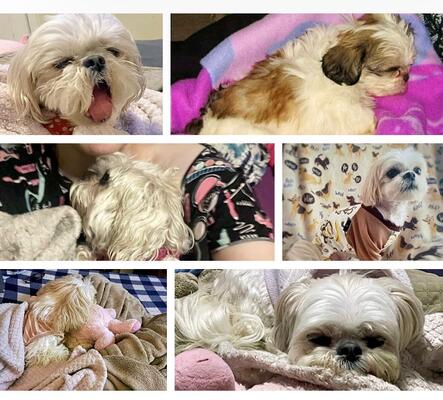 Memorial-image-of-Rosie