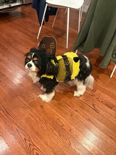 Memorial-image-of-Stella-