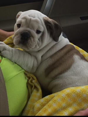 Memorial-image-of-Rosie