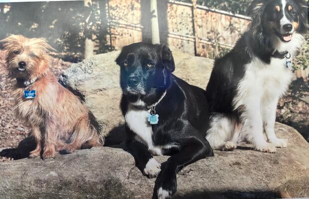 Memorial-image-of-Maccaroni,-Zoe,-&-Oscar