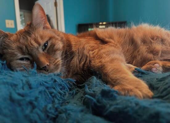 Memorial-image-of-Ron