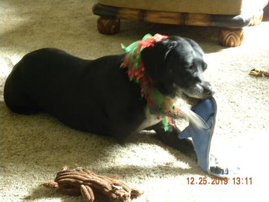 Memorial-image-of-Zoey