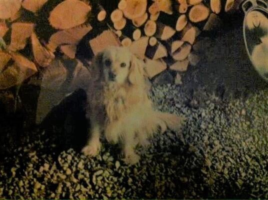 Memorial-image-of-Ernie