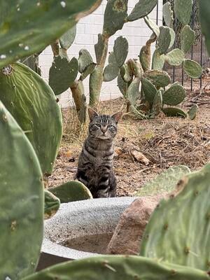 Memorial-image-of-Buddy