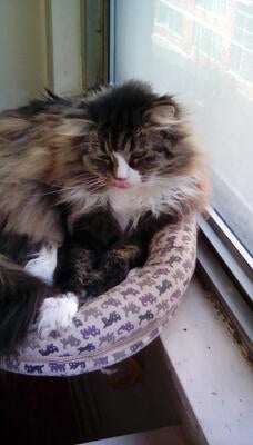 Memorial-image-of-Rollo-Noel