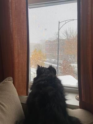 Memorial-image-of-Pongo