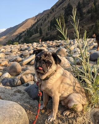 Memorial-image-of-Lord-Ransford-of-Puggington