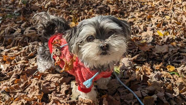 Memorial-image-of-Otto