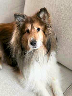 Memorial-image-of-Skye