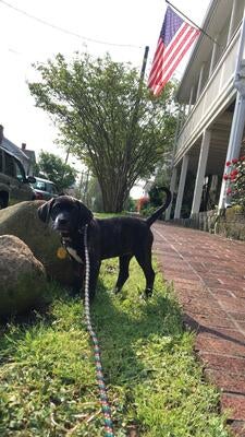 Memorial-image-of-Bailey