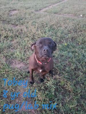 Memorial-image-of-Toby