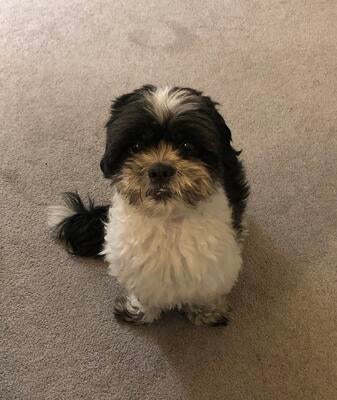 Memorial-image-of-Oreo