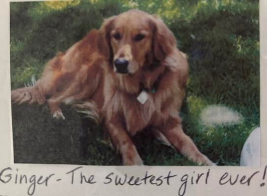 Memorial-image-of-Ginger