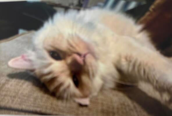 Memorial-image-of-Gizmo